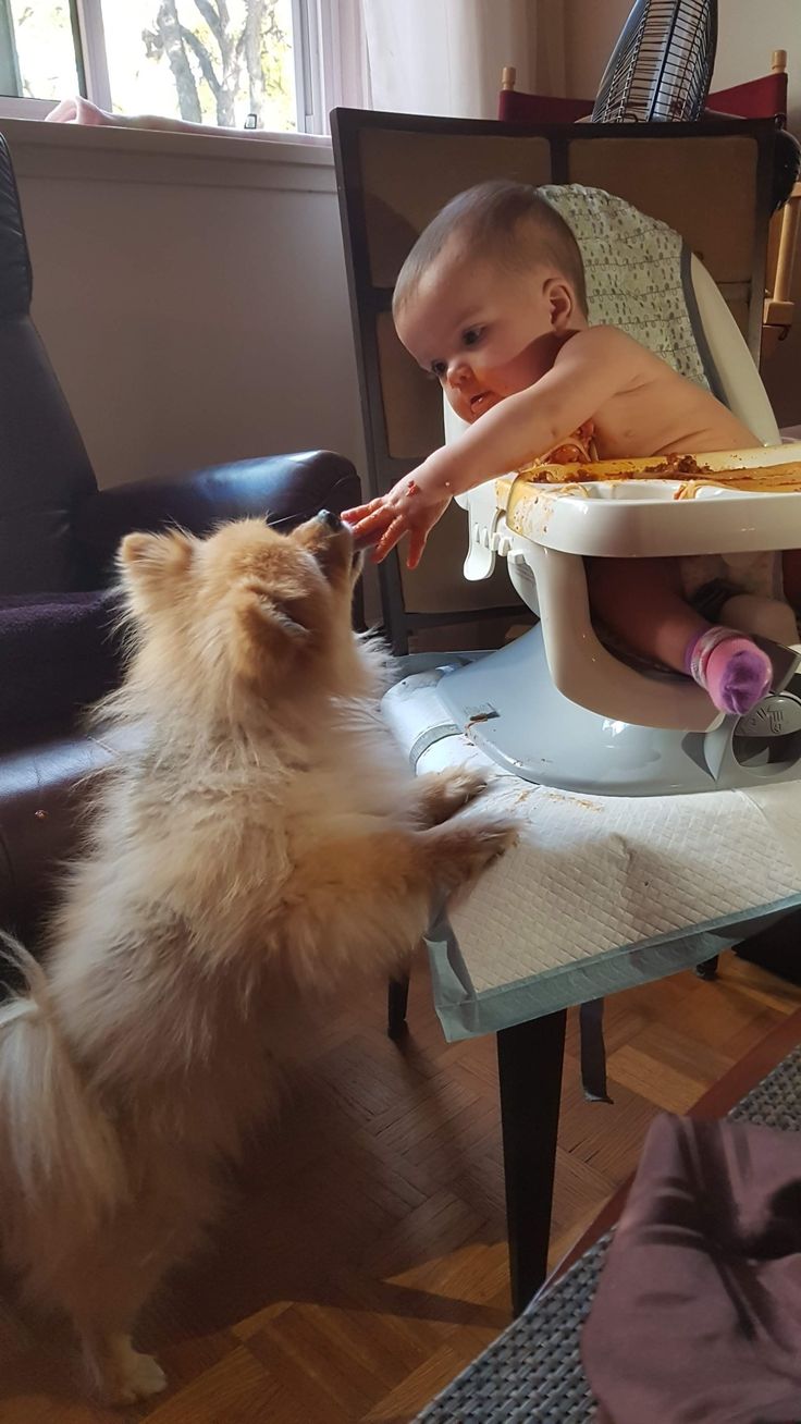 Cucciolo Pomerania Cuccioli che Passione consegna Como